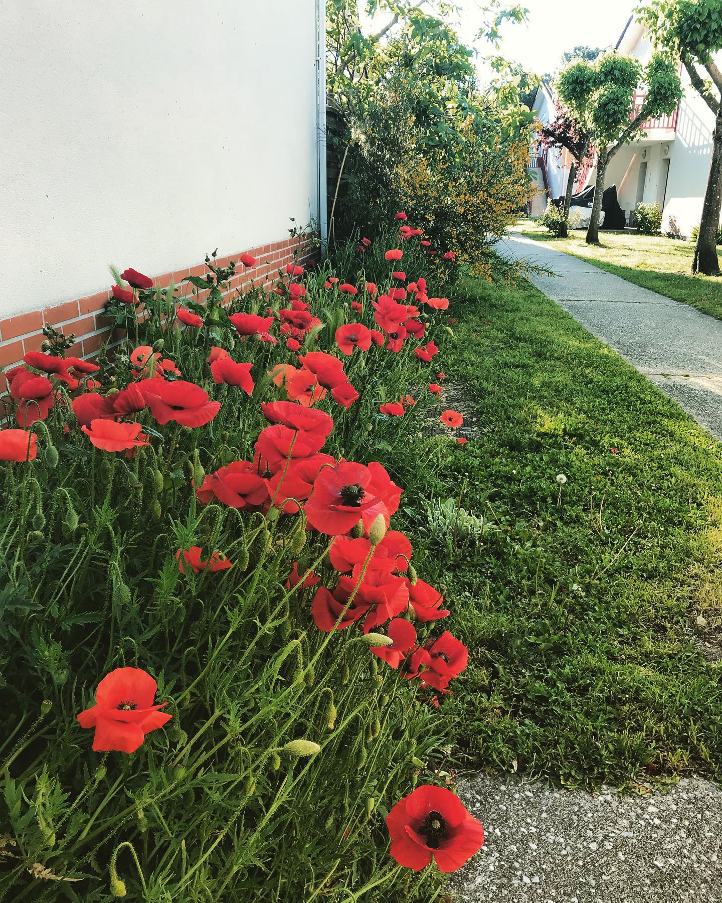 Parterres de fleurs, massifs : votre paysagiste Biganos