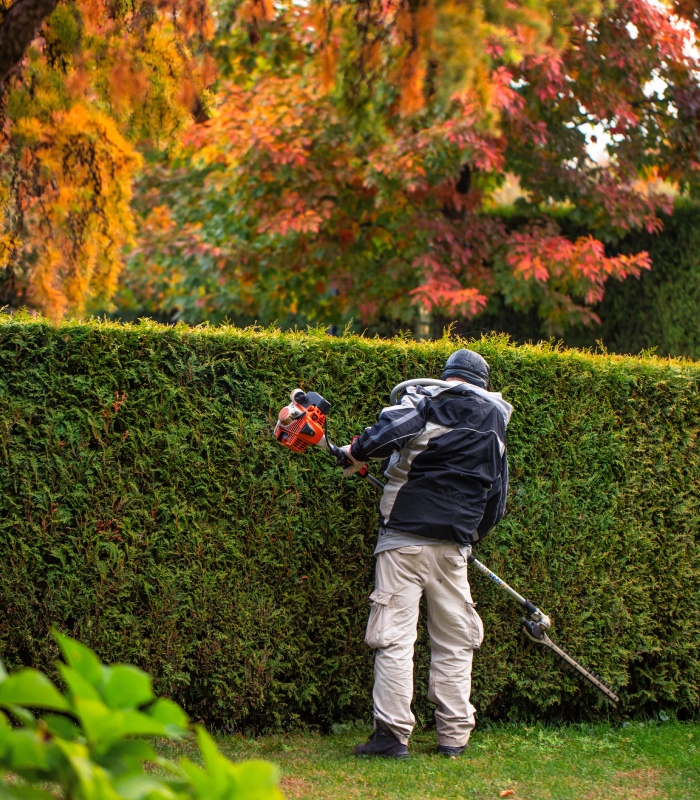 Jardinier en train de tailler une haie dans un jardin arboré aux couleurs d’automne